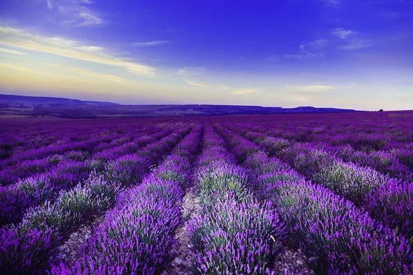 Campo de lavanda depois do pôr-do-sol. Grande paisagem de verão . — Fotografia de Stock