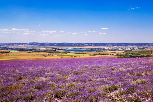 Field of wheat and lavender field in Crimea. — Stock Photo, Image