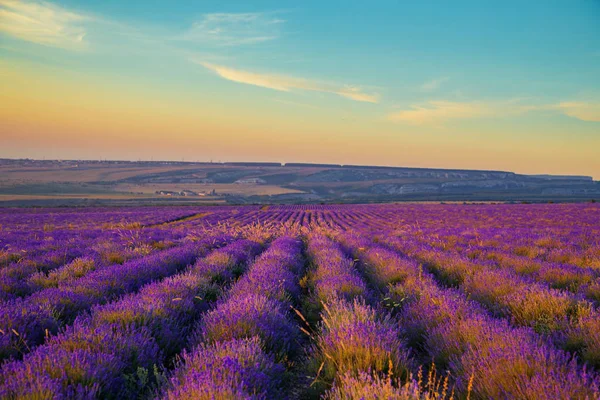 Campo de lavanda ao pôr-do-sol. Grande paisagem de verão . — Fotografia de Stock