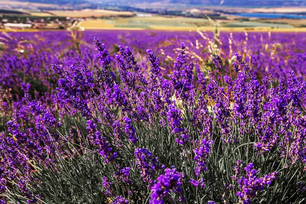 Campo de lavanda na Crimeia. Magnífica paisagem de verão . — Fotografia de Stock