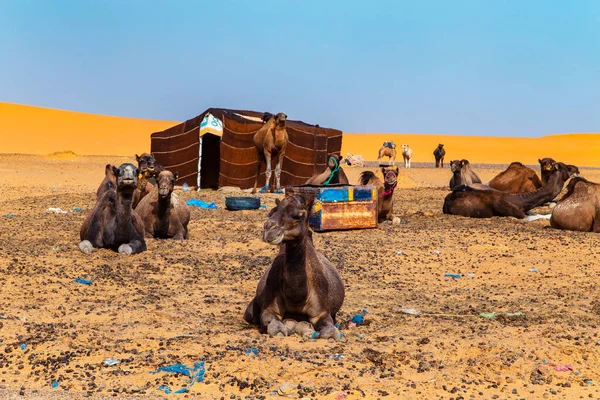 Develer Sahra çölünde dinleniyor.. — Stok fotoğraf
