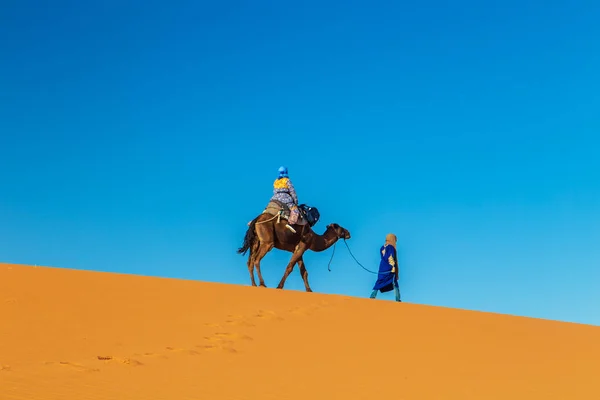 새벽녘에 낙타를 탄 카메라맨, 사하라 사막에서. — 스톡 사진