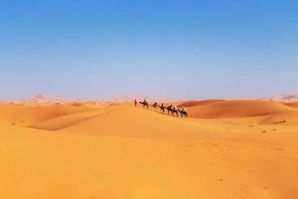 Camel caravan at sunset in the Sahara desert. — Stock Photo, Image