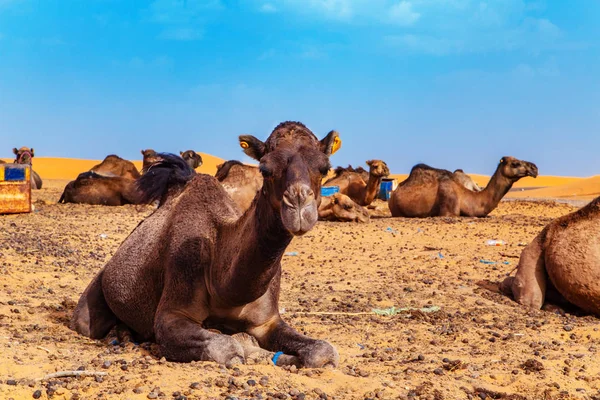 Develer Sahra çölünde dinleniyor.. — Stok fotoğraf