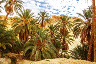 Dağ vahasının manzarası Chebika. Sahra Çölü, Tunus, Afrika.