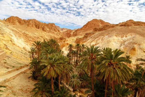 Vista Panorámica Del Oasis Montaña Chebika Sahara Desierto Túnez África —  Fotos de Stock