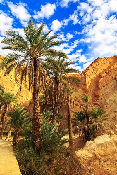 Scenic View Mountain Oasis Chebika Sahara Desert Tunisia Africa — Stock Photo, Image