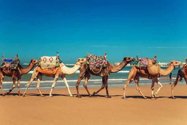 Velbloudí Karavana Vede Podél Pobřeží Atlantského Oceánu Essaouira Maroko Září — Stock fotografie