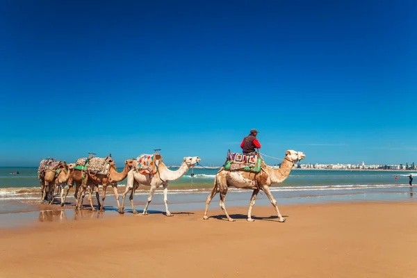 Velbloudí Karavana Vede Podél Pobřeží Atlantského Oceánu Essaouira Maroko Září — Stock fotografie