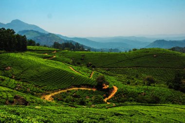 Munnar, Kerala, Hindistan 'daki çay tarlaları. Yeşil tepelerin ve mavi gökyüzünün muhteşem manzarası.