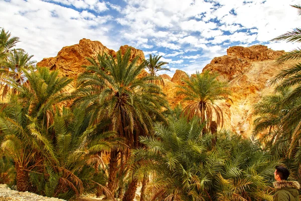 Date Palms Mountain Oasis Chebika Sahara Desert Tunisia Africa — Stock Photo, Image