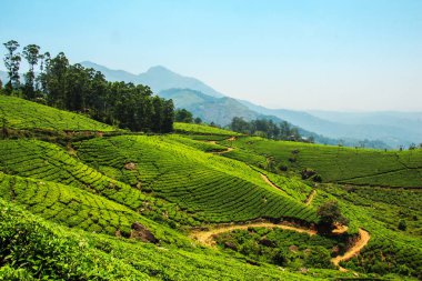 Munnar, Kerala, Hindistan 'daki çay tarlaları. Yeşil tepelerin ve mavi gökyüzünün muhteşem manzarası.