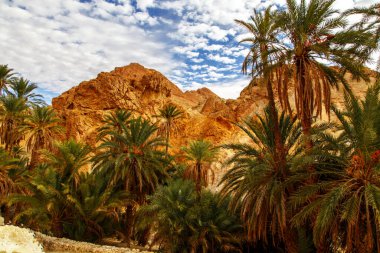 Chebika Dağı 'nda hurma ağaçları. Sahra Çölü, Tunus, Afrika.
