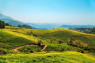 Munnar, Kerala, Hindistan 'daki çay tarlaları. Yeşil tepelerin ve mavi gökyüzünün muhteşem manzarası.