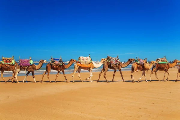 Deve Kervanı Atlantik Okyanusu Kıyısından Geçiyor Essaouira Fas Eylül 2019 — Stok fotoğraf