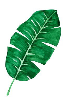 Beyaza izole edilmiş tropik muz yaprağı. El yapımı suluboya.