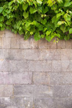 Üst kısmında, metin için yer ile bitkiler ile eski taş duvar.