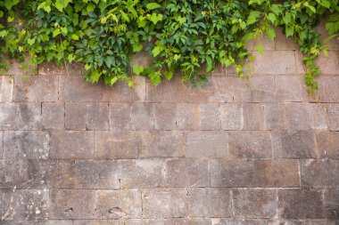 Üst kısmında, metin için yer ile bitkiler ile eski taş duvar.