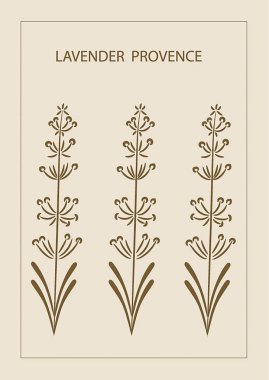 Lavanta çiçekleri Provence stili grafik vektör soyut çizim