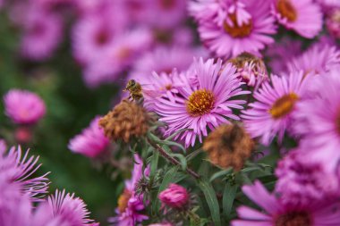 Arı mor bir çiçekte nektar topluyor. Mor bir çiçeğin üzerindeki arıya yakın çekim. Mor bir makinede arı.