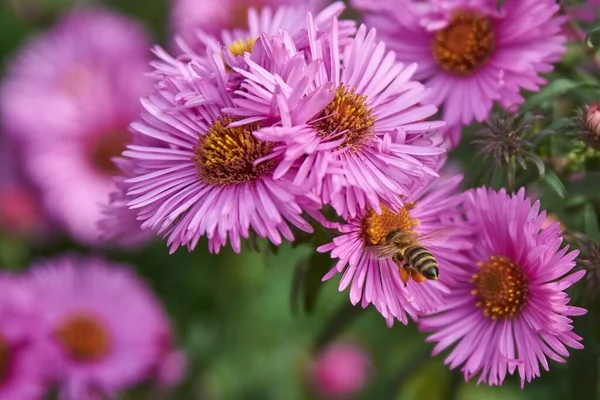Bee collecting nectar on a purple flower. Closeup of a bee on a purple flower. Bee on a purple aster.