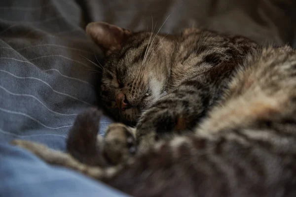 タビー猫はベッドで寝ています ベッドの中でリラックスしたタビー猫の閉鎖 — ストック写真