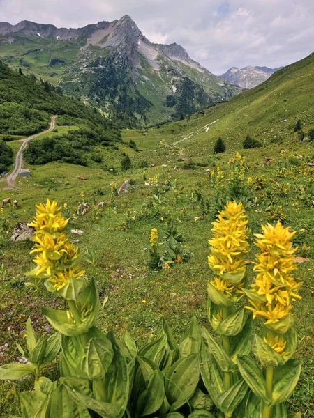 Панорамний Гірський Пейзаж Альпах Самотній Гірський Пейзаж Жовтими Квітами Передньому — стокове фото