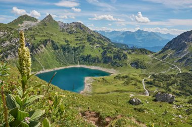 Avustralya 'da dağ gölü olan panoramik dağ manzarası. Avustralya Alpleri 'ndeki güzel dağ gölü. Önünde çiçekler olan dağ manzarası.