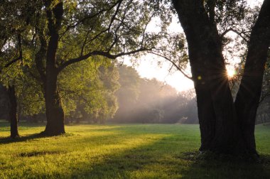 Gün batımında ağaçlar. Günbatımında sonbahar ağaçları. Parkta akşam ışığı, sislerin arasından düşen güneş ışınları.. 