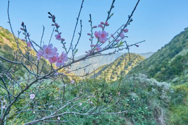 La Gomera, İspanya 'da bir vadide panoramik manzara.