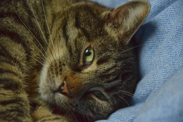 고양이가 침대에서 침대에서 편안하게 고양이의 — 스톡 사진