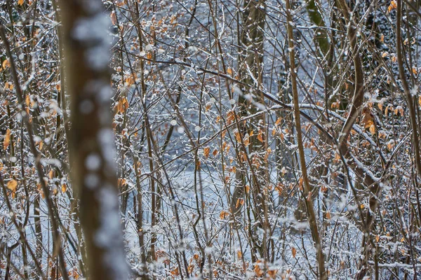 Zimní Krajina Lese Zima Lese Detailní Záběr Zasněžené Stromy Zimě — Stock fotografie