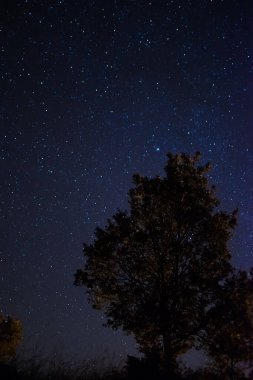 Önünde ağaçlar olan yıldızlı gökyüzü. İspanya 'da gece gökyüzü Yıldızlar ve Samanyolu.