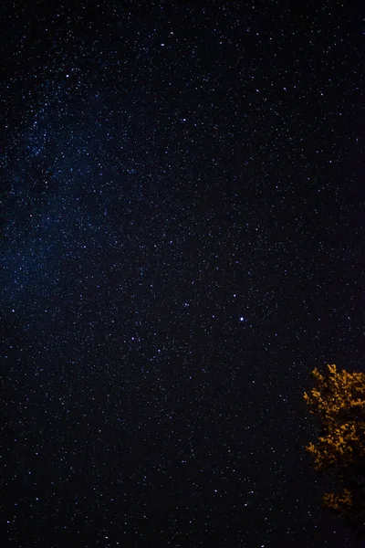 Önünde Ağaçlar Olan Yıldızlı Gökyüzü Spanya Gece Gökyüzü Yıldızlar Samanyolu — Stok fotoğraf
