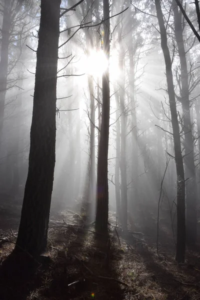 Titokzatos Ködös Erdő Tenerifében Spanyolországban Napfény Hullik Ködös Erdőbe — Stock Fotó