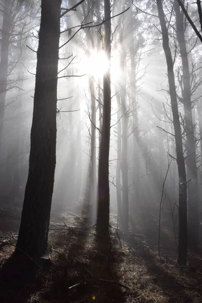 Mystisk Dimskog Teneriffa Spanien Solljus Faller Dimmiga Skogen — Stockfoto