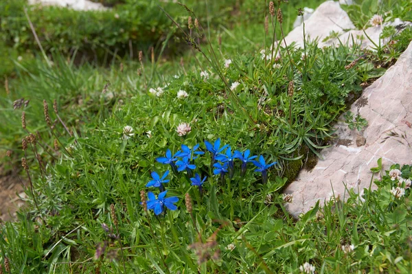 Blue Gentian Austrian Alps Closeup Blue Flowers Mountains Blooming Flowers — Stock Photo, Image