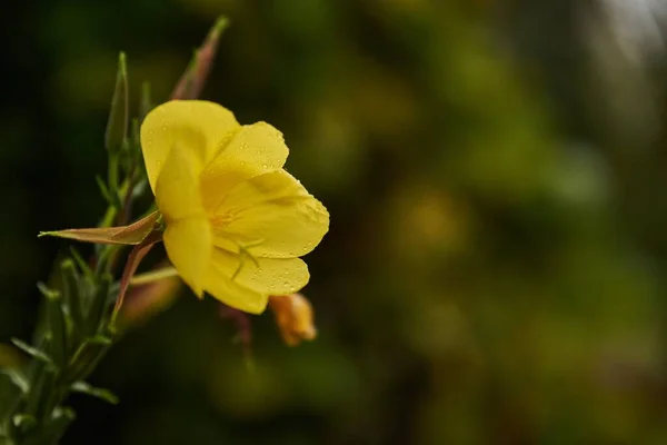 Detailní Záběr Žlutý Sluneční Pohár Večer Detailní Záběr Večerní Primrose — Stock fotografie