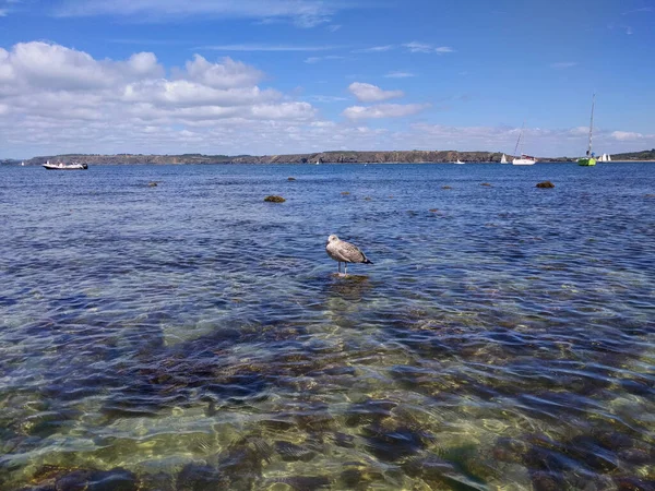 Γλάρος Κάθεται Μια Πέτρα Στον Ωκεανό — Φωτογραφία Αρχείου