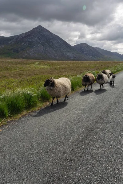 Herd of sheep on a road in Connemara national park, Ireland. Herd of sheep on a street. Irish sheep.