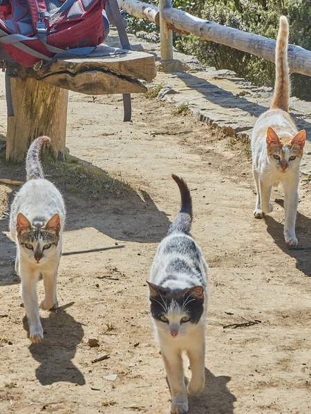 Drei Streunende Katzen Gomera Spanien Streunende Katzen Auf Den Kanarischen — Stockfoto