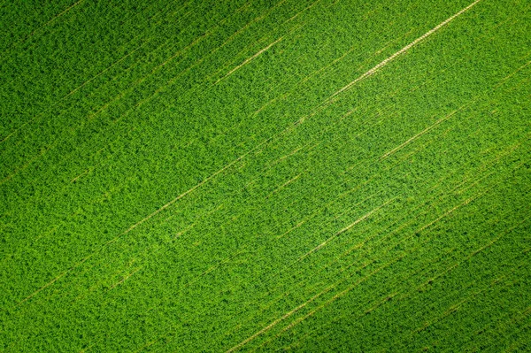 Pola Lapangan Rumput Hijau Dari Udara — Stok Foto