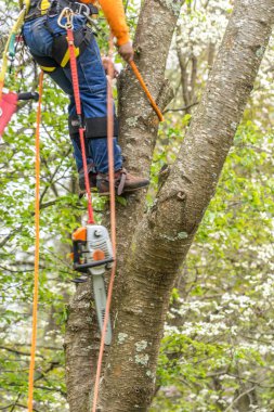 Turuncu gömlekli bir ağaç kesmeden önce ağaca tırmanır.