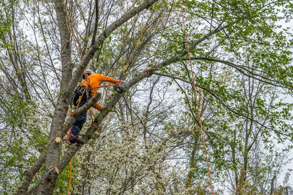 Arborist Orange Skjorta Klättrar Ett Träd Innan Skär Ner Det — Stockfoto