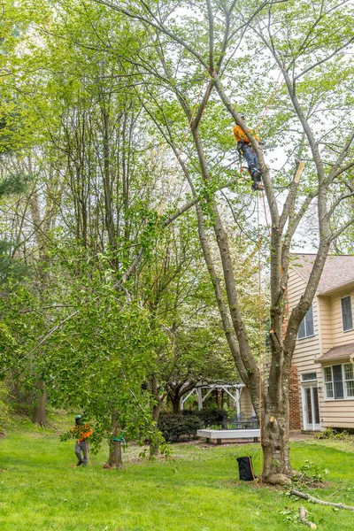 Arborist in orange shirt climbs a tree before cutting it down with a chainsaw