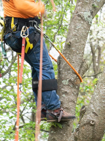 Arborist in orange shirt climbs a tree before cutting it down with a chainsaw