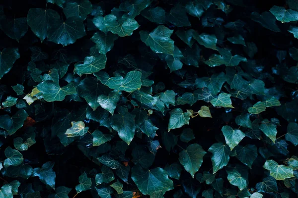 Yunanistan 'ın Girit kentinde üzüm çiti