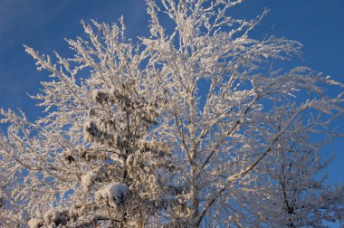 Parlak mavi gökyüzünün arka planında donmakta olan ağaçların tepeleri, kış soğuğu, ağaçlar, kar, ladin, köknar ayrılan güneşi vurguluyordu.