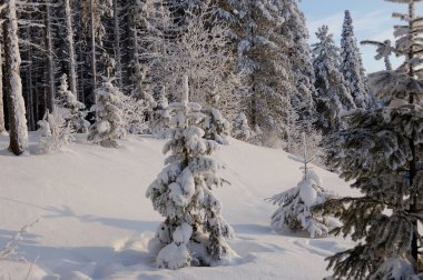 Genç Noel ağacı kalın bir kar tabakasıyla kaplıydı, dallar karın ağırlığı altında alçalıyordu, büyük kar yığınları.