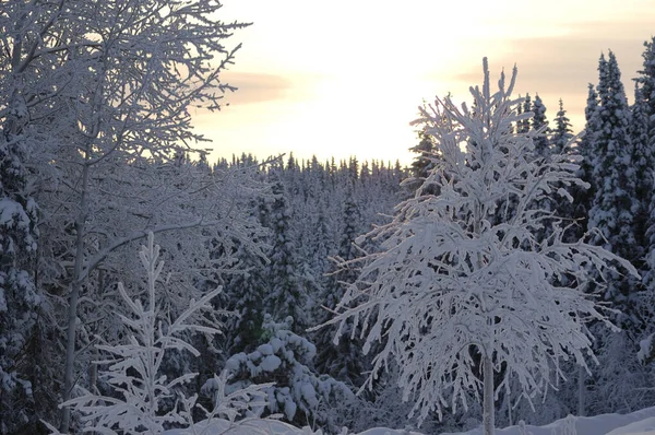 Зимний Холод Деревья Мороз Снежный Закат Деревья Покрыты Толстым Слоем — стоковое фото